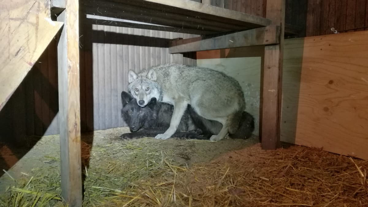 poliisin paljastama koirasusien pentutehdas