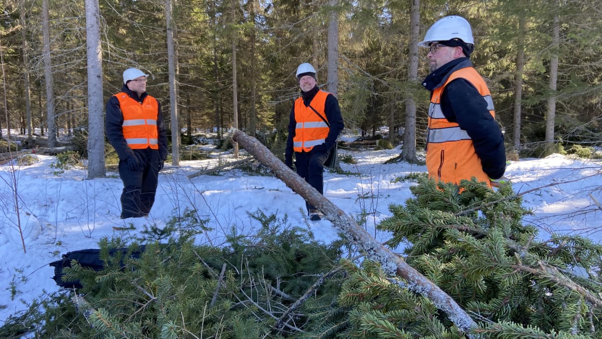 Kolme miestä seisoo metsän reunalla, metsästä on kaadettu puita. 