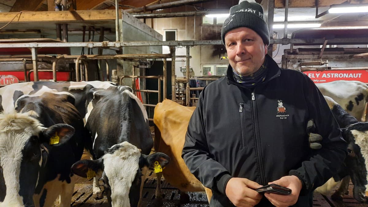 Juha Kantoniemi seisoo navetassa lehmän vieressä