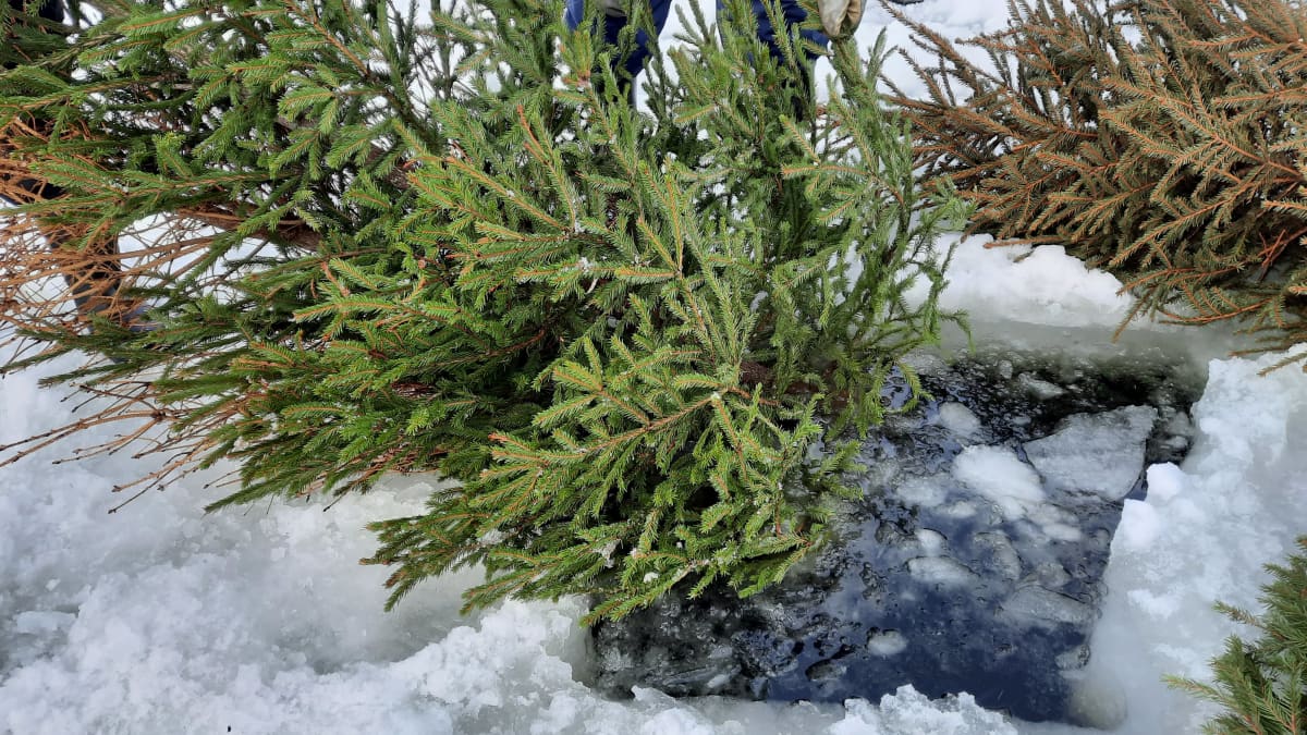 vanha joulukuusi upotetaan jään alle turoksi