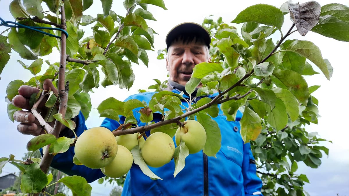 Seppo Holopainen esittelee Lemin Imelä -nimistä omenalajiketta