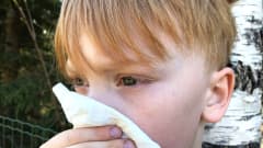 Koivun siitepölylle allerginen lapsi niistää nenäänsä ulkona.