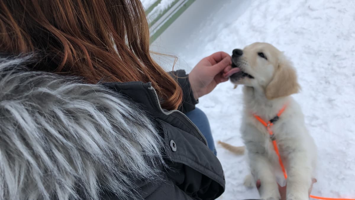 Koiranpennulle annetaan namupala ulkona lumisessa maisemassa. 
