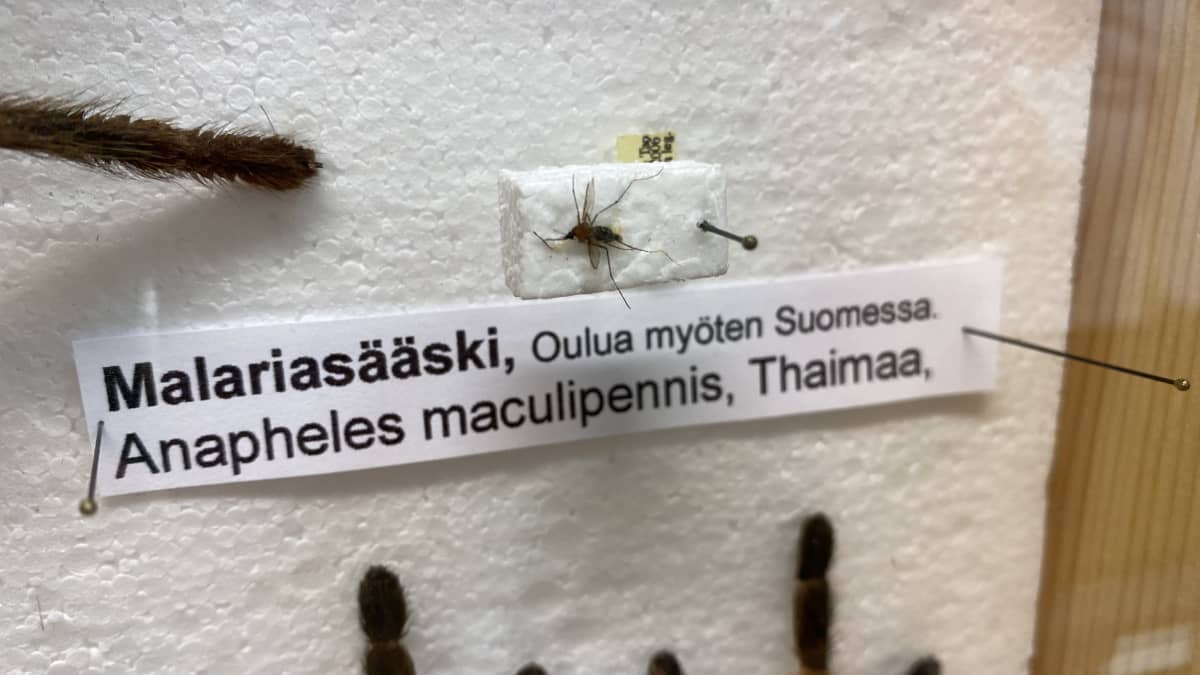 Maalariasääski hyönteisharrastaja Pekka Lunnikiven kokoelmasta.