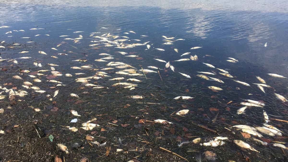 Kuolleita kaloja Säkylän Pyhäjärvellä