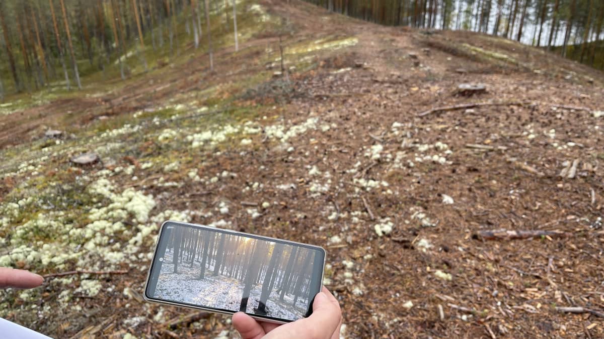 Metsähallituksen Antti Saari esittelee kuvia jotka on otettu ennen hakkuuta.