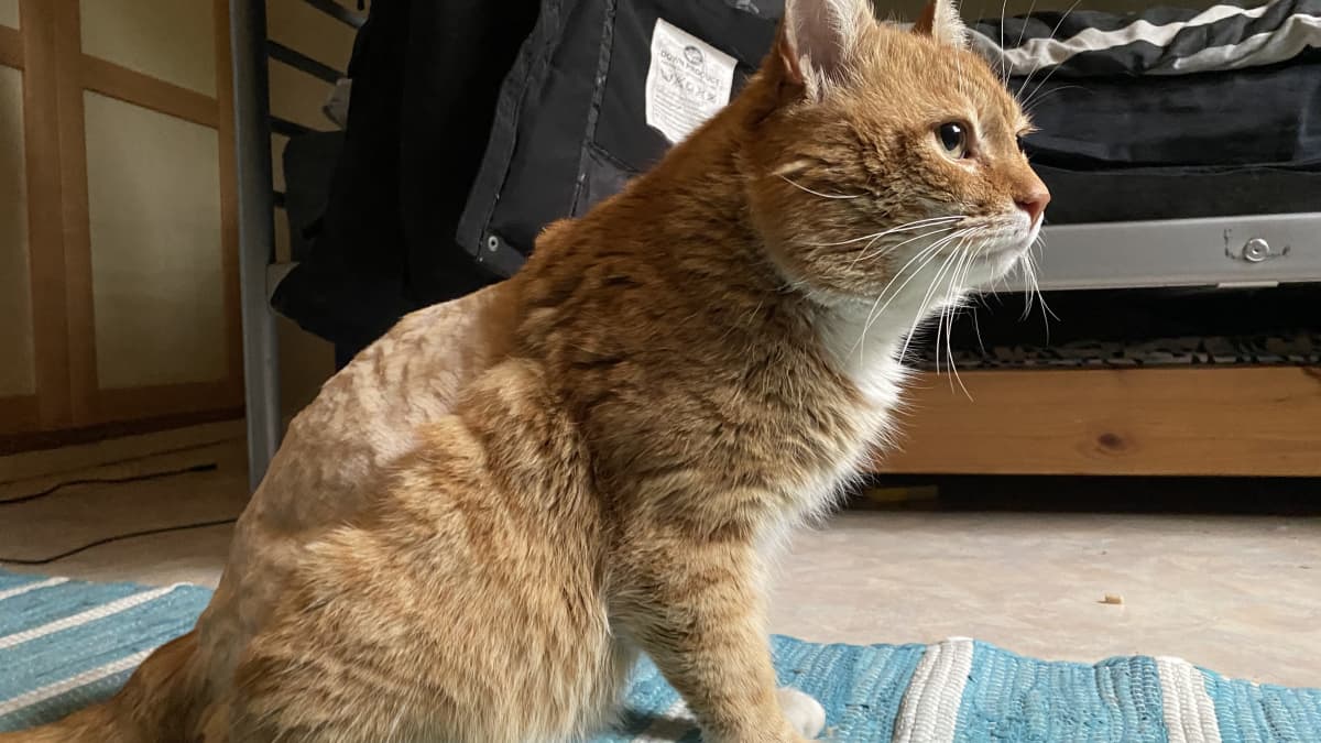Rontti-kissa selvisi hengissä kahdeksan vuoden karkureissusta ja 30  kilometrin matkasta: tutkijan mukaan se on harvinaista
