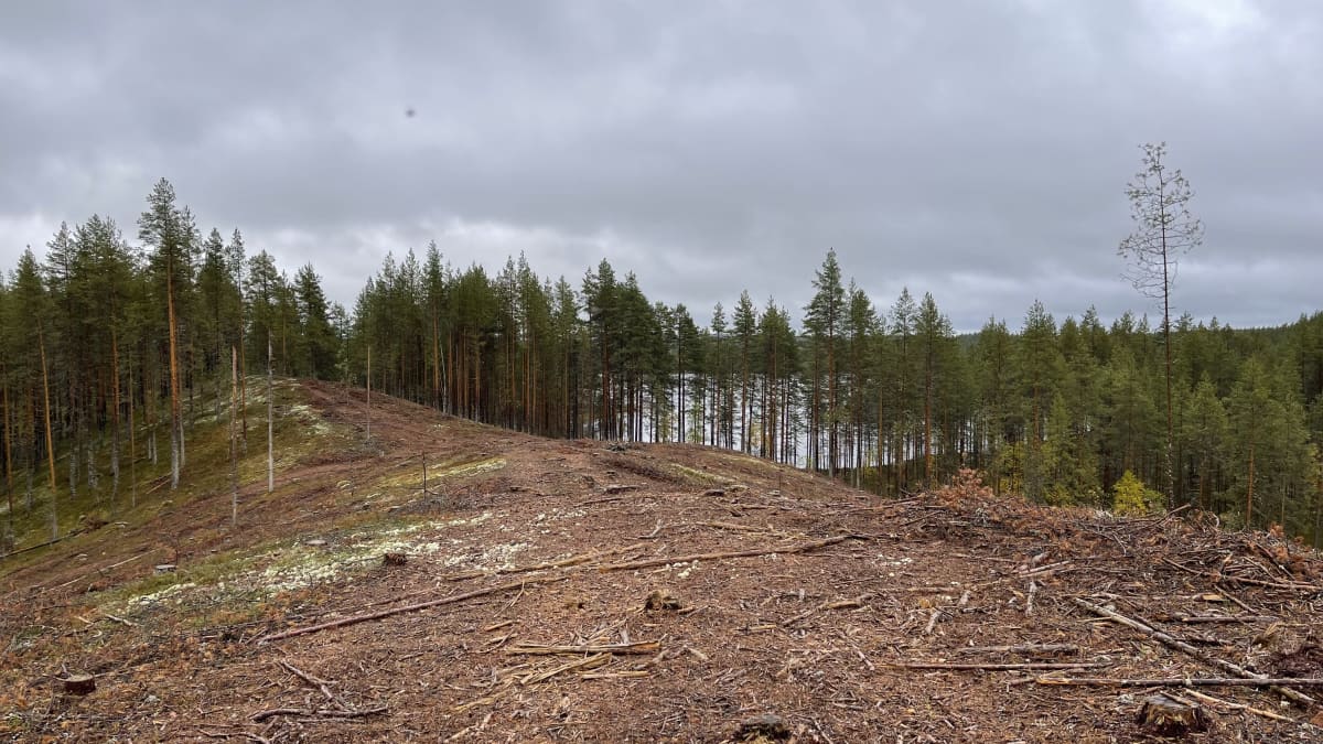Suojellun metsän avohakkuusta nousi meteli Lieksassa – luontokartoittajan  mukaan arvokkaita Natura-alueita tuhotaan hakkuilla myös muualla