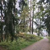 Sorapohjainen pyörä- ja kävelyreitti kulkee läpi metsäisen puiston Kalevanharjulla. Puiden välistä pilkottaa Kalevan Prisman alue.