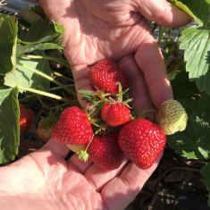 Two hands holding 6 strawberries surrounded by leaves in a field.