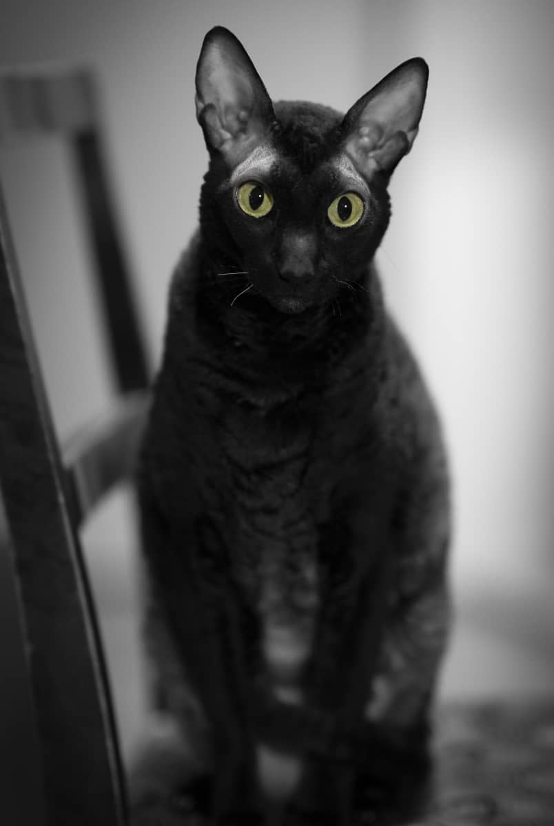 Musta kissa vihreillä silmillä.
