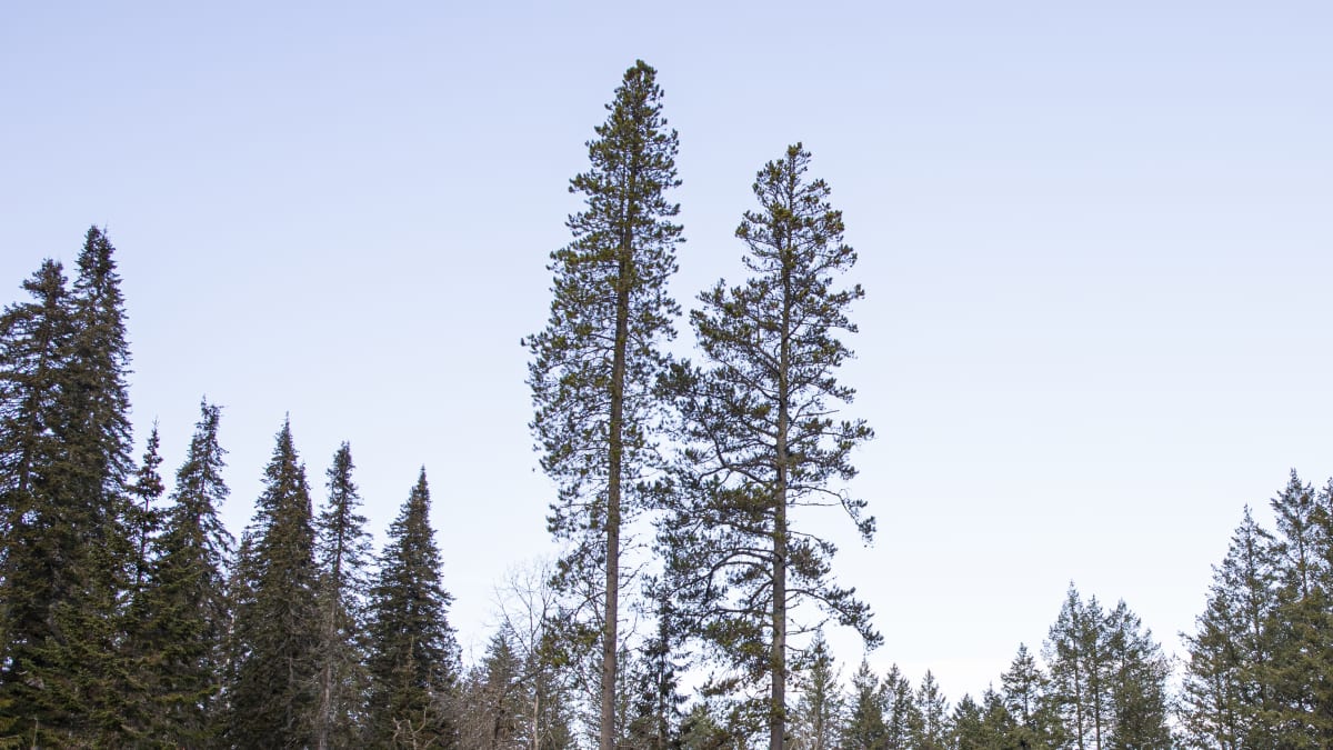 Kontortamäntyjä Mustilan Arboretumissa.