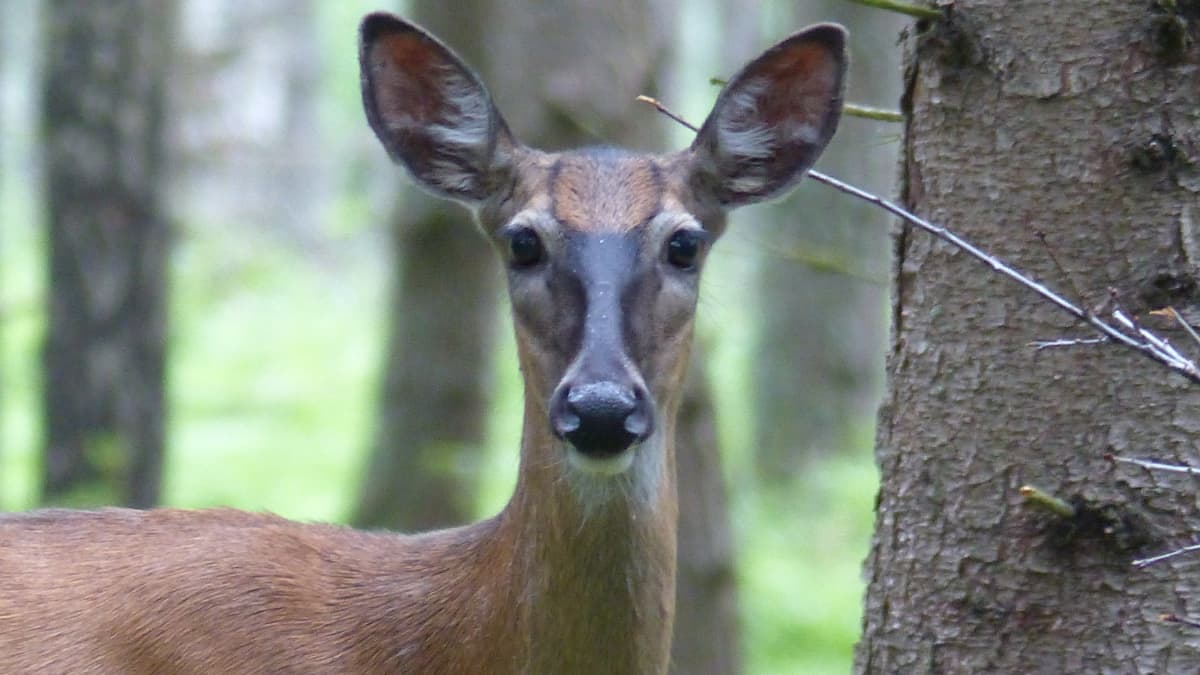 Suomen luonnonsuojeluliitto haluaa valkohäntäkauriin haitalliseksi  vieraslajiksi – metsästäjät tyrmäävät ajatuksen