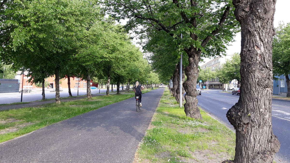 Nainen  pyöräilee kesäaamuna Siltakadun kevyen liikenteen väylällä Joensuussa.