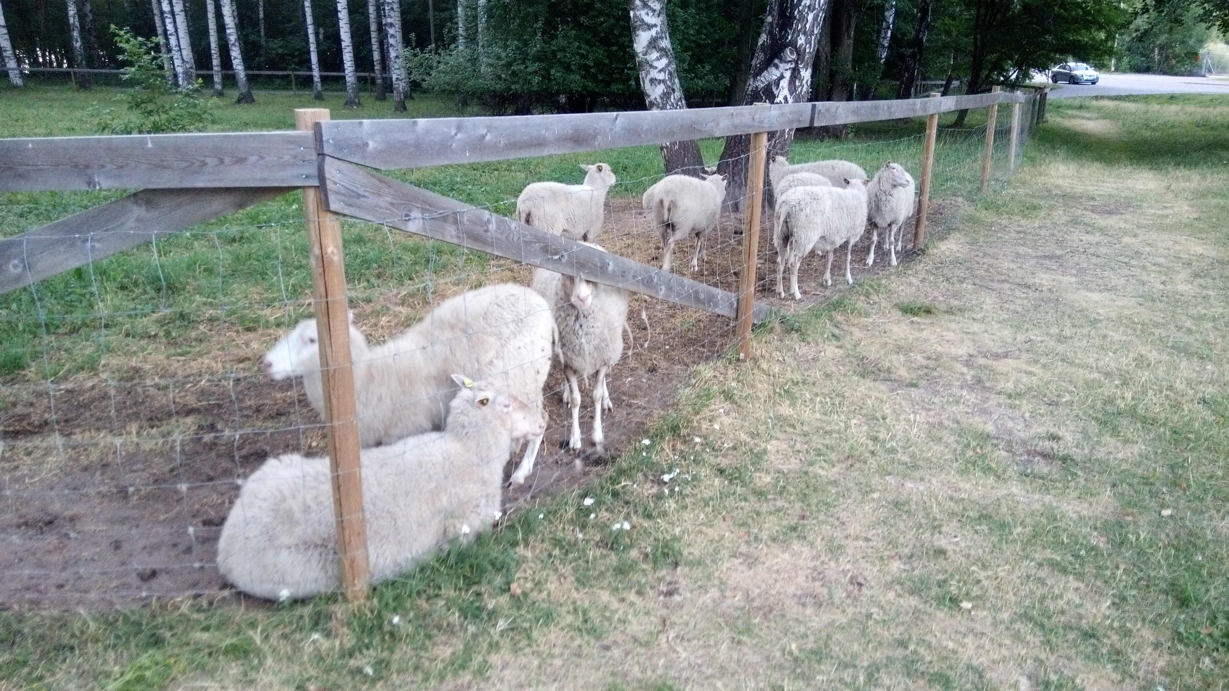 Kymmenen lampaan katras Tampereen Tohlopissa, Kohmanpuistossa. 