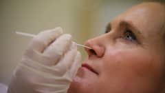 Koronavirusnäyte otetaan nenän kautta.