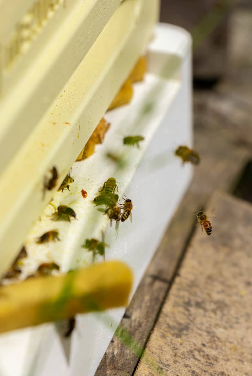 Mehiläispesä Terissaaren luomuomenapuutarhassa 