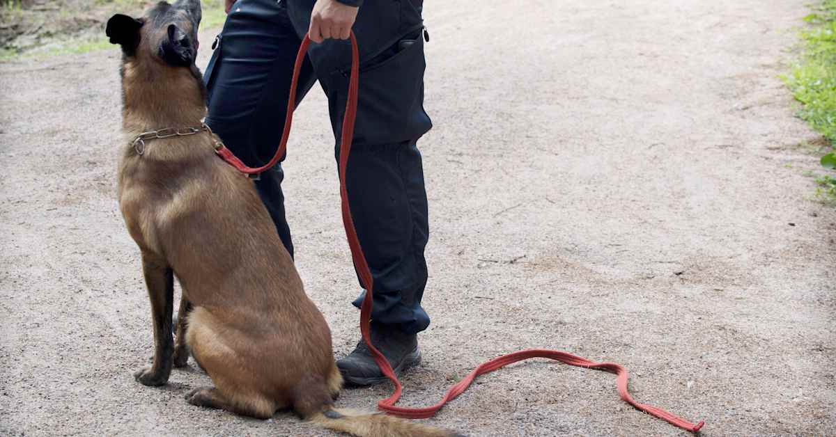 Poliisikoira pääsi irti hihnasta ja kävi lapsen päälle – syyttäjä: kyseessä oli vahinko
