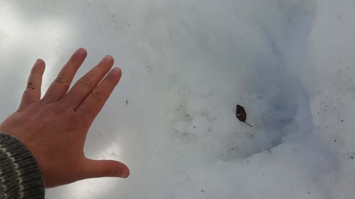 Kämmen lumessa olevan karhunjäljen vieressä