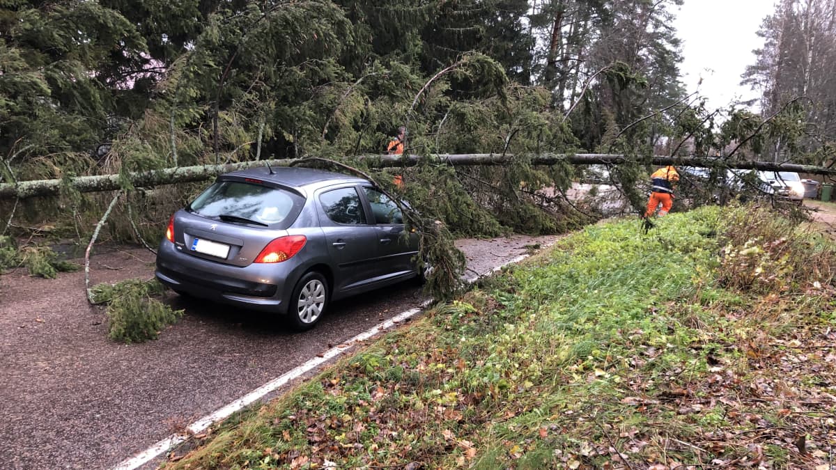 Kuva autosta, jonka päälle on kaatunut puu. 