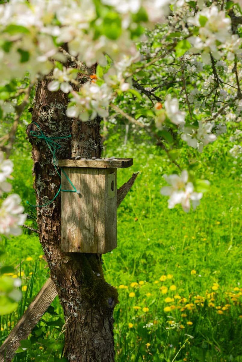 Linnunpönttö omenapuusss Terissaaren luomuomenapuutarhassa 
