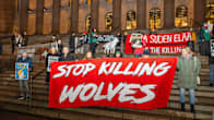 Protesters on the steps of a large stone building at night, holding a large banner saying 'Stop killing wolves'.