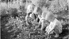 Lapset kitkemässä kasvimaata 1941.
