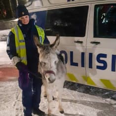 Poliisi otti kiinni karanneen aasin Lohjalla.