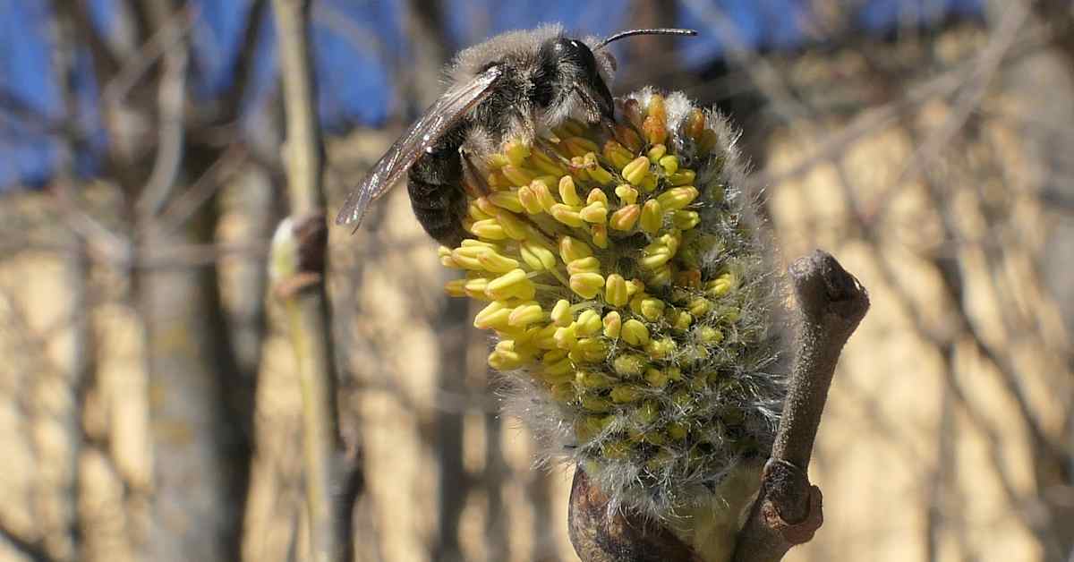 Nyt nautitaan lämmöstä – tiistaina kolkutellaan jo kesäisiä lukemia