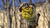 A closeup of a bee in tree blossom.