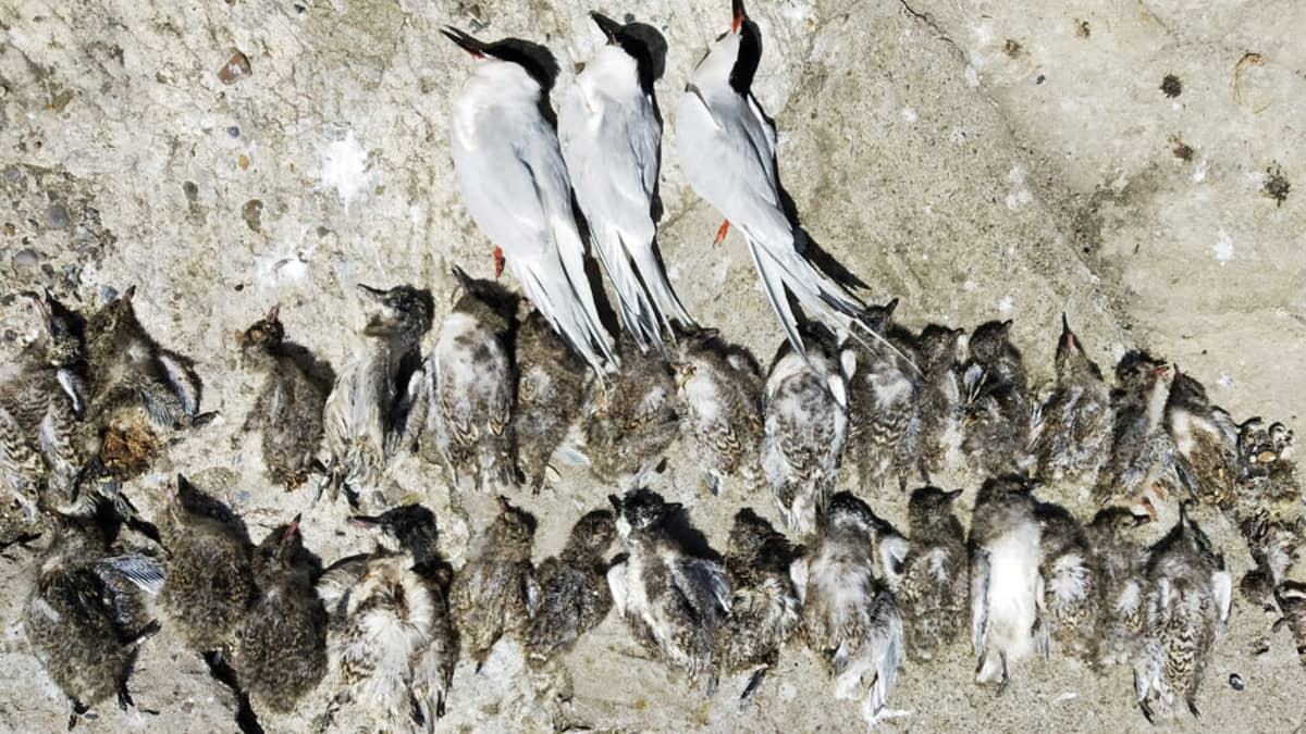 Nelisenkymmentä kuollutta lintua aseteltuina riveiksi rantakalliolle. 