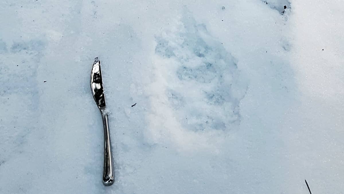 Ett spår i snön. Bredvid ligger en kniv för att visa storlek. Spåret är nästan lika stort som besticket.