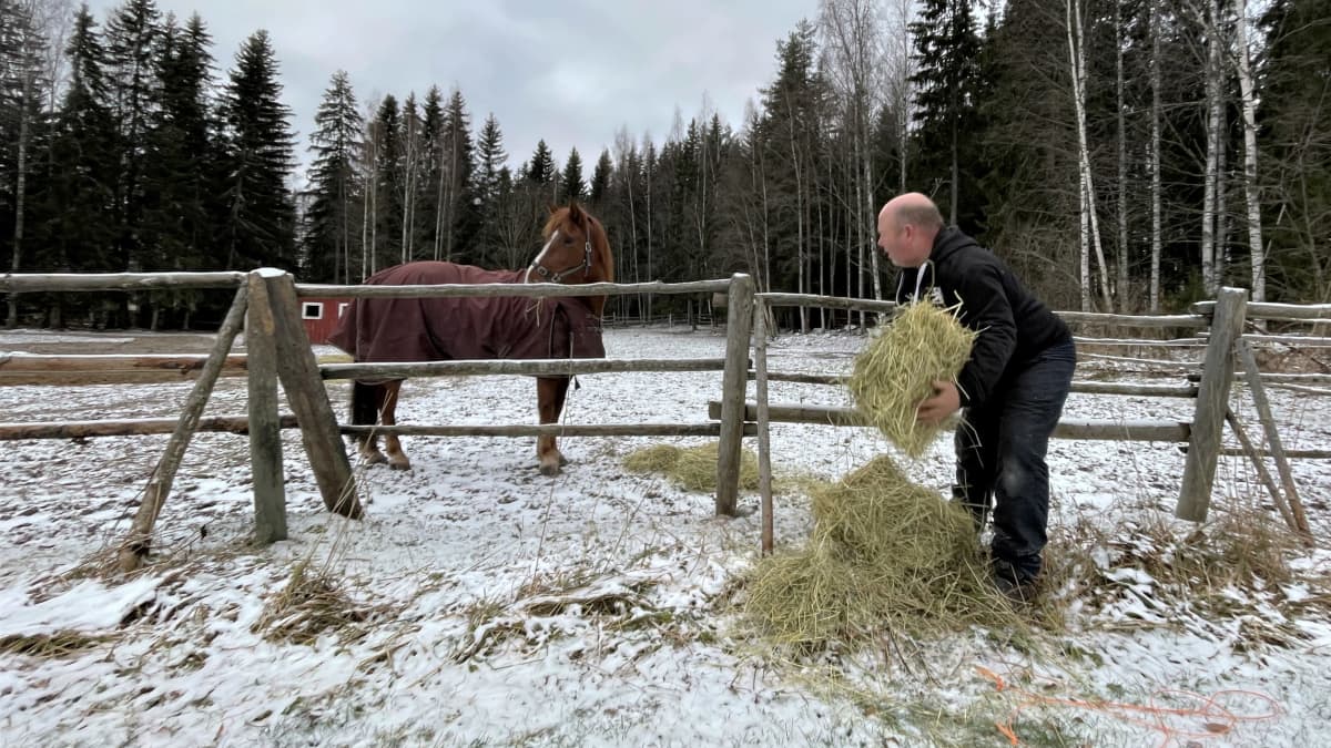Mies heittää hevoselle heinää. Lunta maassa. 