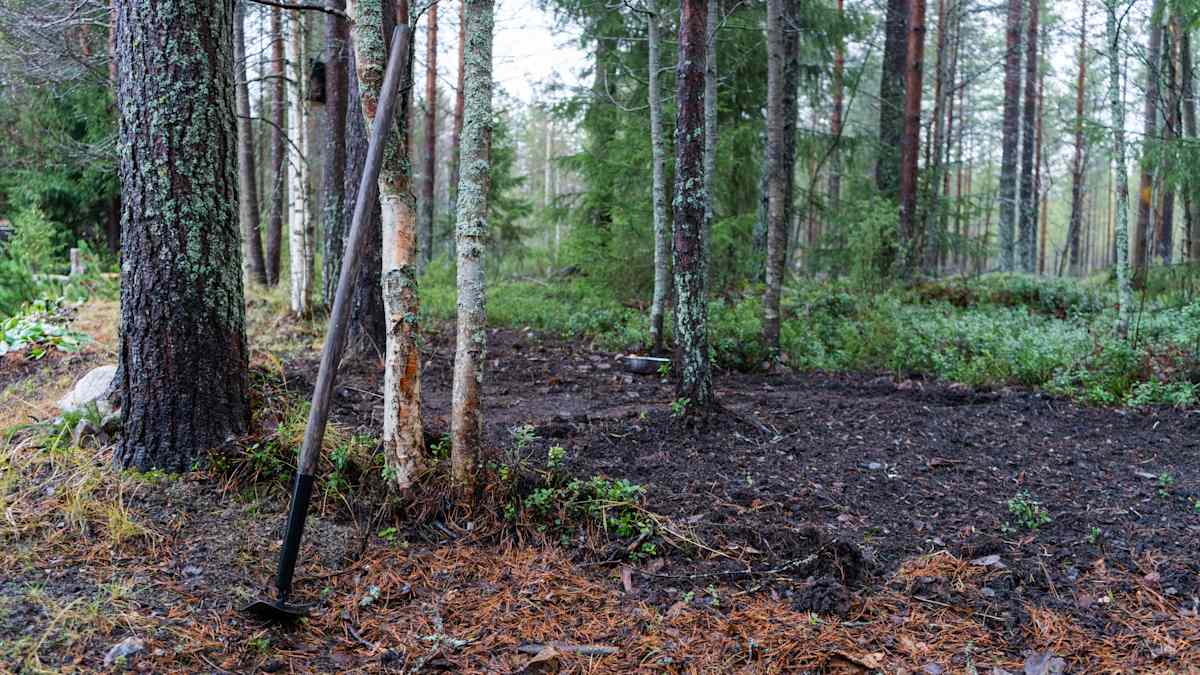 Jari Kropsu on kasvattanut perunaa metsässä Sotkamossa.