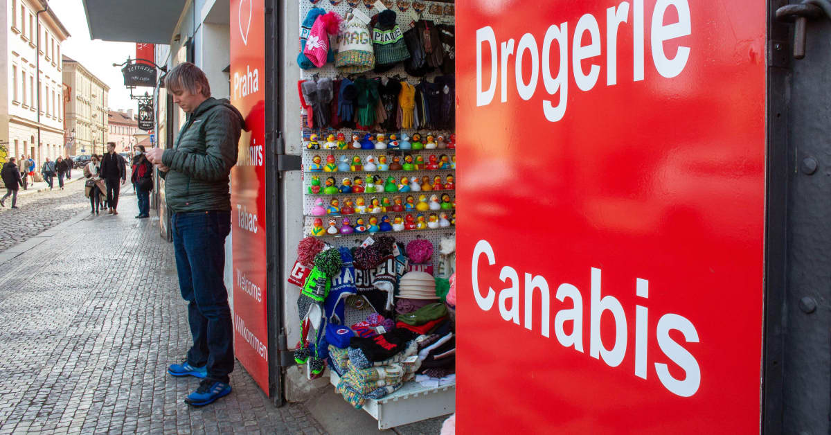Mediat: Tšekki aikoo laillistaa kannabiksen – toiveissa yhteistyö saman ...
