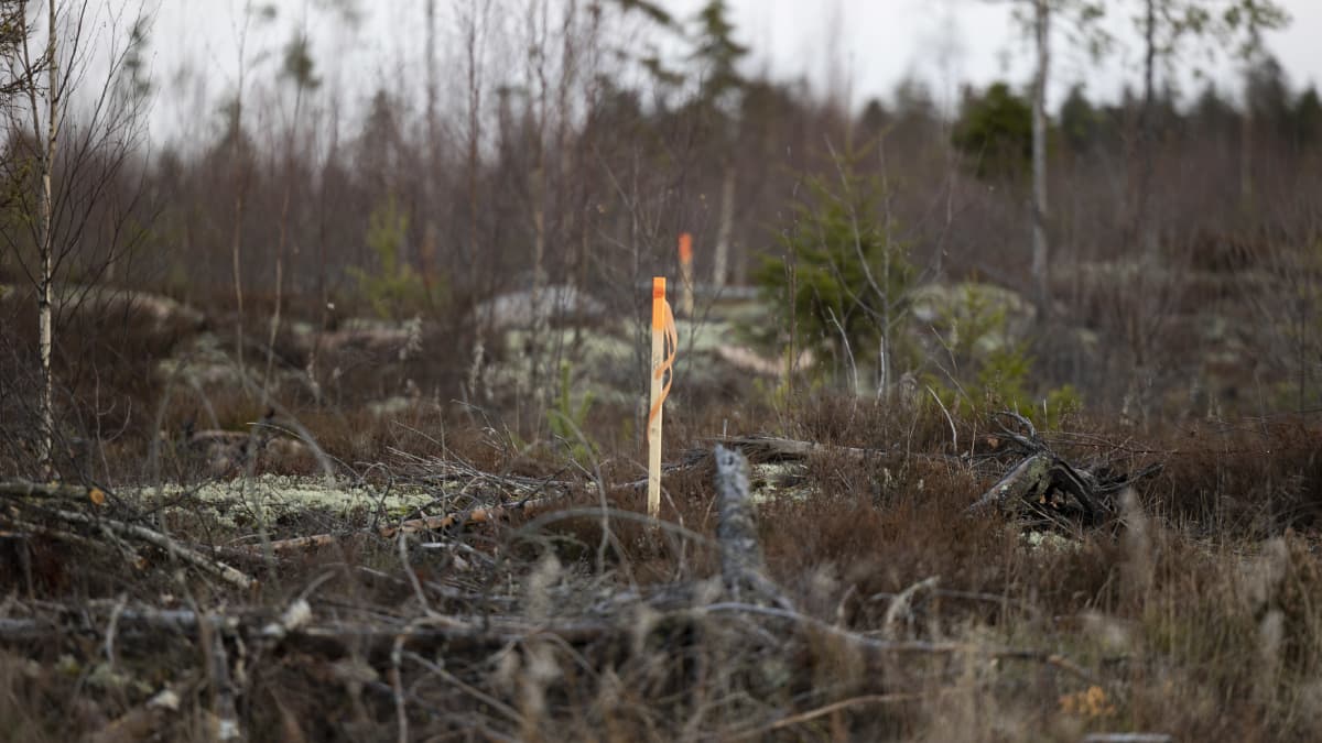Hakattua metsäaluetta, jonka keskellä nököttää puinen merkkikeppi.