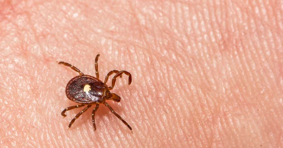 Fästingbett kan leda till köttallergi – allt fler amerikaner drabbas ...