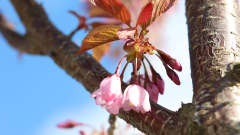 kirsikkakukka, kirsikkapuu