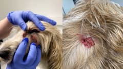 Kuva on yhdistelmä kahta kuvaa. Vasemmassa reunassa näkyy vaaleakarvainen koira, jonka silmäkulmassa olevaa haavaa eläinlääkäri tutkii. Oikeassa reunassa näkyy koiran turkkia, jossa on verijälki.