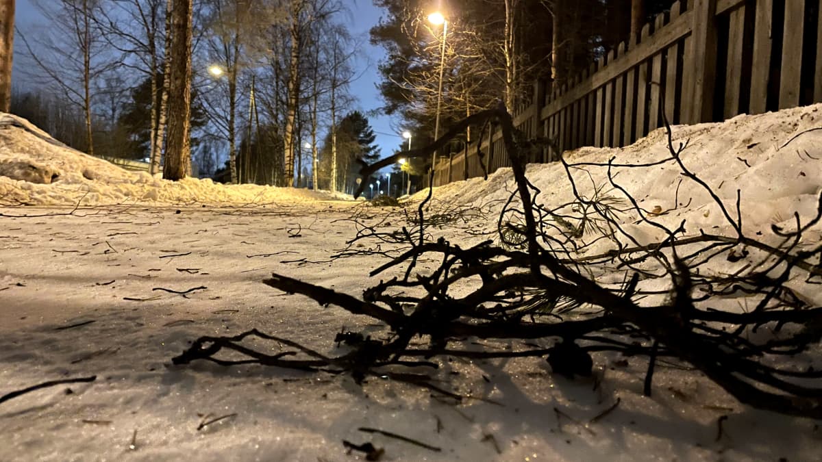 Pyörätielle pudonneita oksia aamuhämärässä.