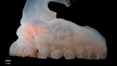 Syvänmeren eläin, jonka harsomaisen limapinnan läpi voi nähdä sen sisäelimiä. Eläimellä on imukuppimaiset jalat ja ruumiin toisesta päästä ylöspäin nouseva uloke.