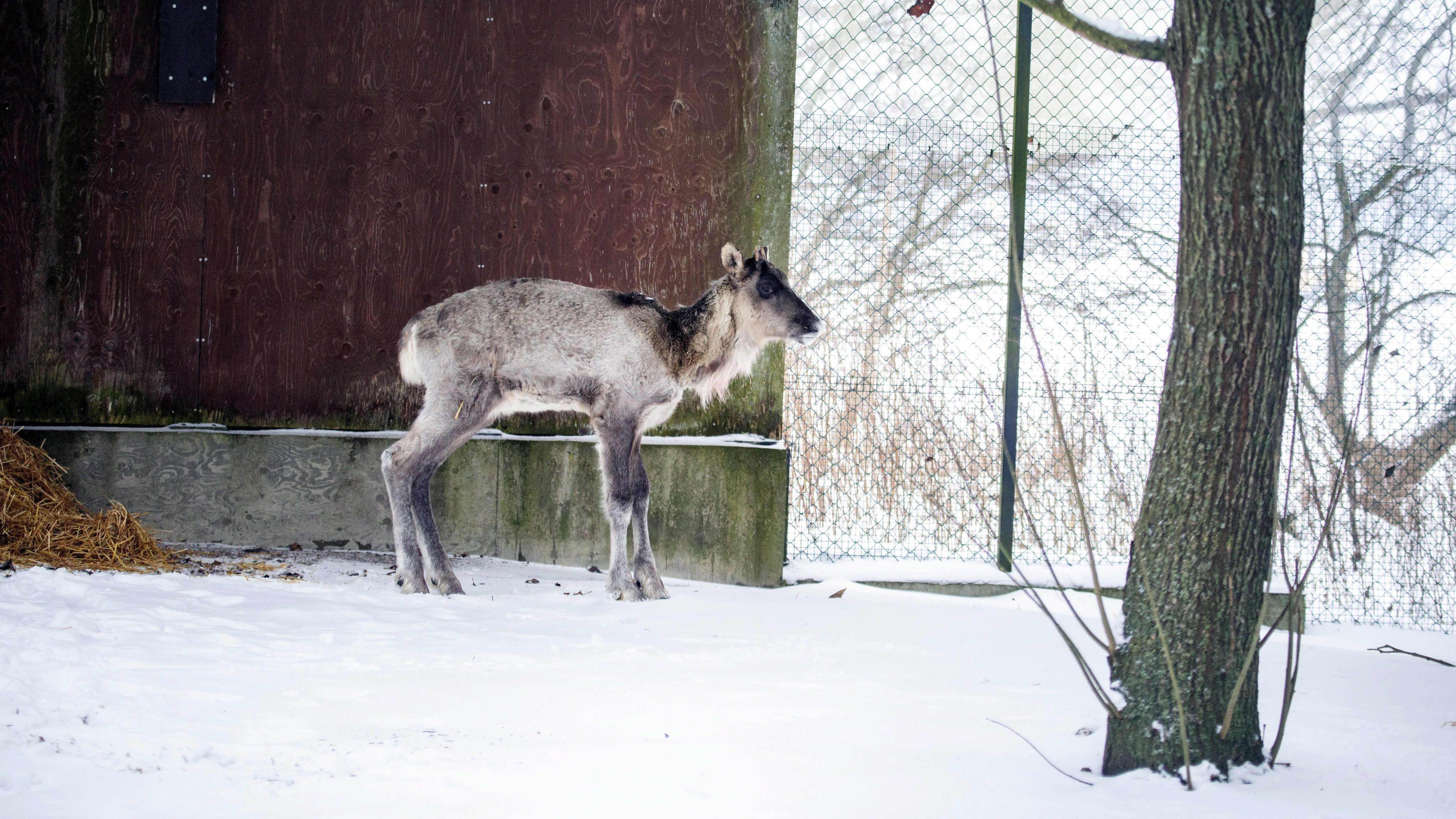 Korkeasaaren Twitterissä 9. tammikuuta 2022 julkistama kuva eilen kiinniotetusta porosta tahi peurasta Korkeasaaren villieläinsairaalassa Helsingissä. 