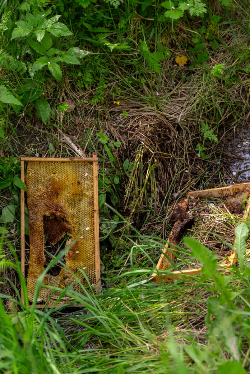 Karhun tuhoamia mehiläiskennoja Terissaaren omenapuutarhassa