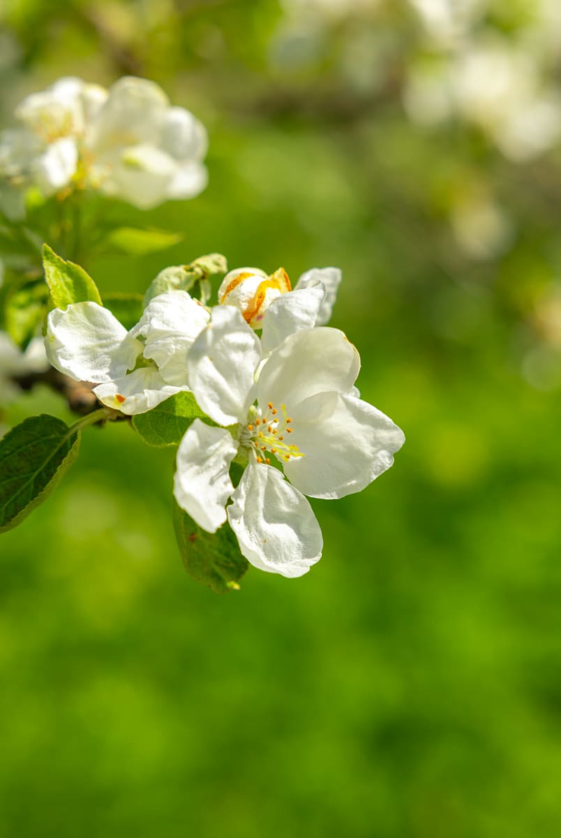 Omenapuun kukka Terissaaren luomuomenapuutarhassa 