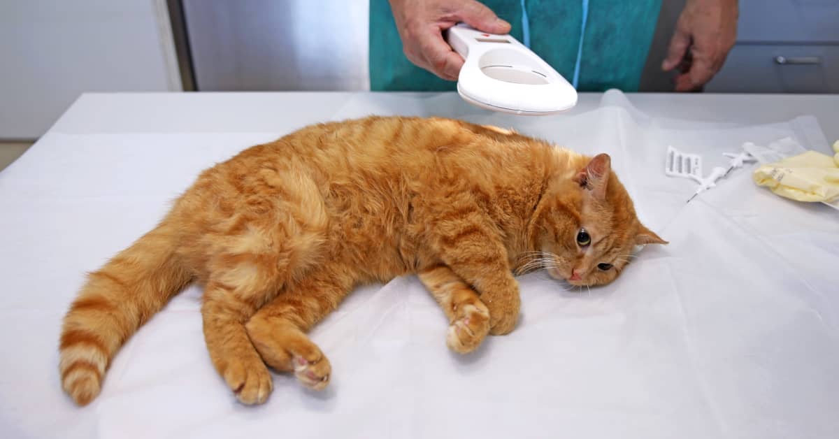 Cat chip shop