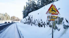 Luminen peuravaroitusmerkki talvisella maantiellä.
