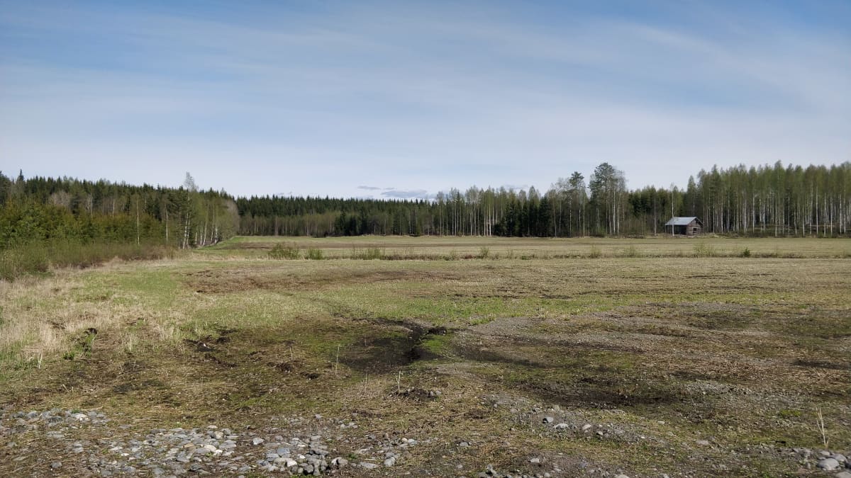 Keväinen nurmirehupelto valkoposkihanhiparven vierailun jälkeen. 