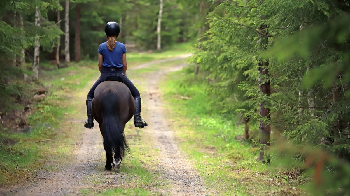 Nainen ratsastaa islanninhevosella metsätiellä.