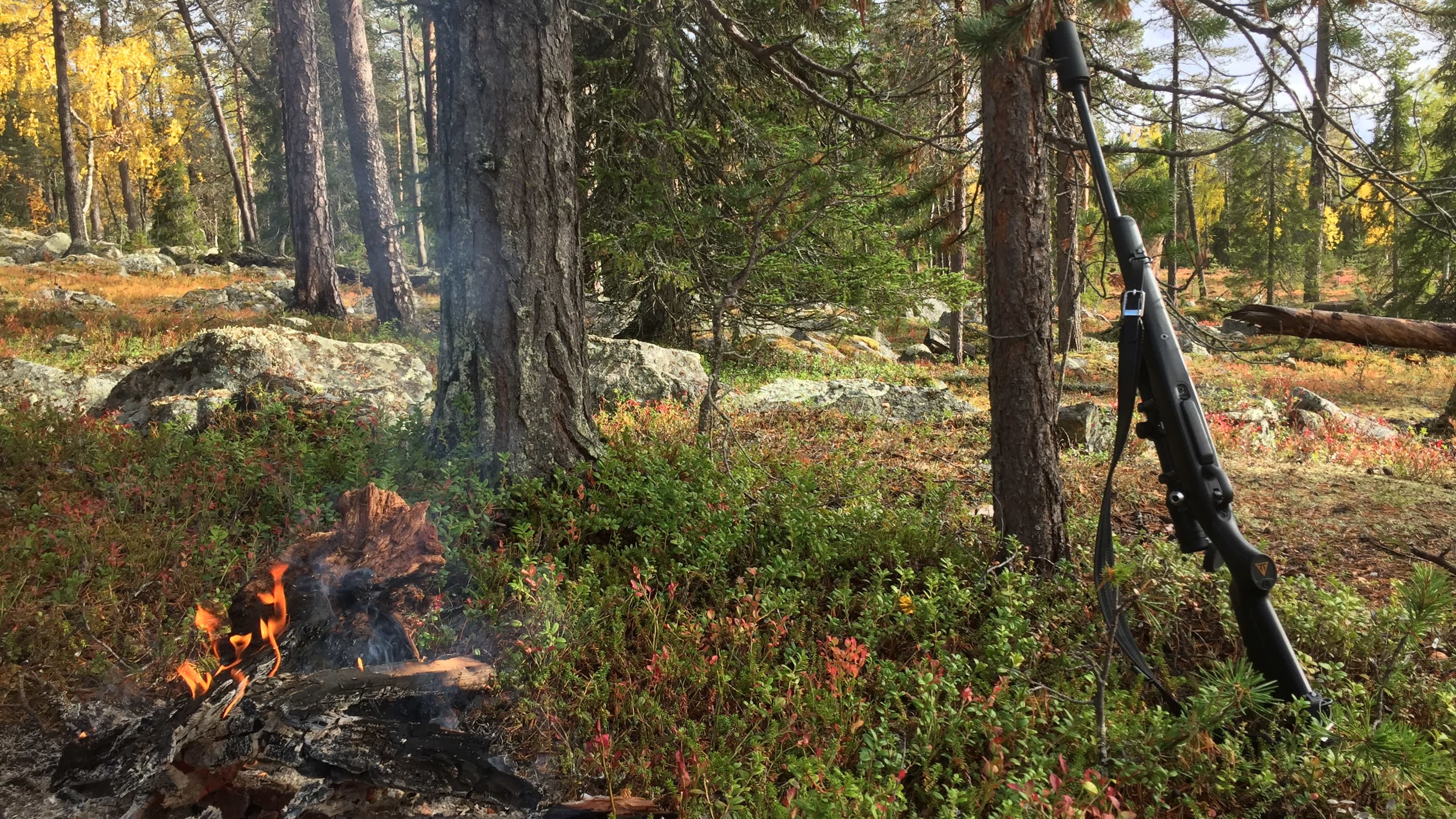 Hirvikivääri nojaa puuhun. Vieressä vasemmalla on tervastulinuotio.