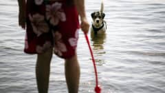 Koira vilvoittelee vedessä.